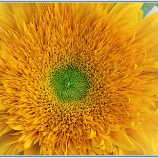 Congratulations Sunflowers