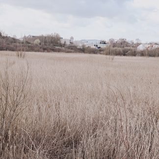 Dried Pampas Bundle