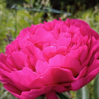 Peony Garden Bunch